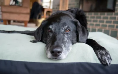 4 Tips to Assess Your Pet’s Quality of Life