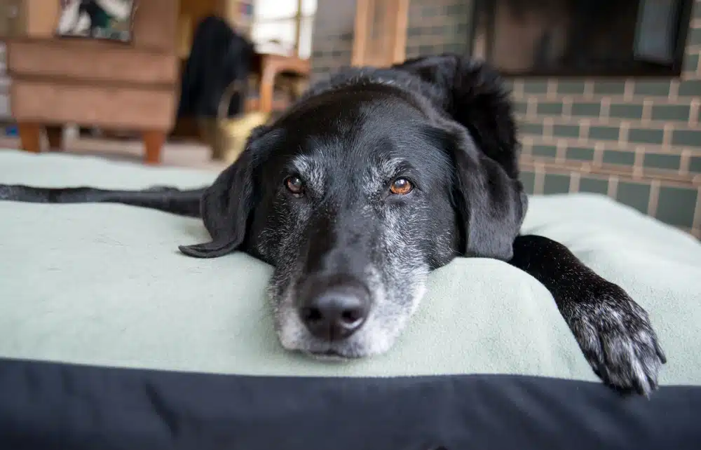 black senior dog laying down