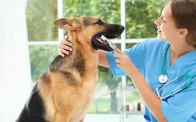Professional Pet Dental Cleaning: What, Why, and When