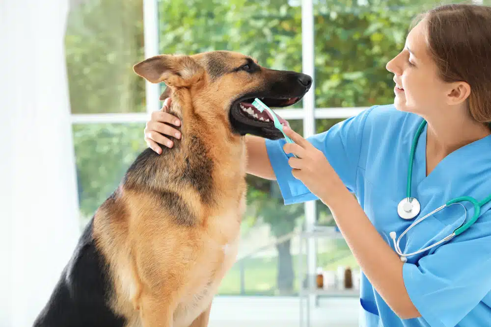 person brushing a dogs teeth