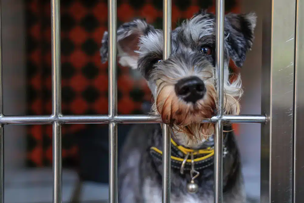 dog with its nose through a gate