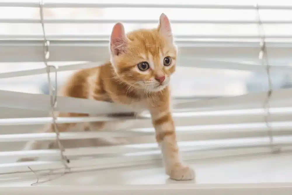 kitten stuck in window blinds