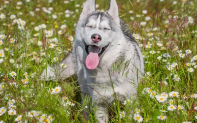 Plants & Your Dog