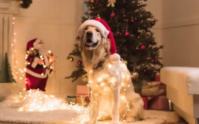 Santa, Maybe? A Pet’s Holiday Plea