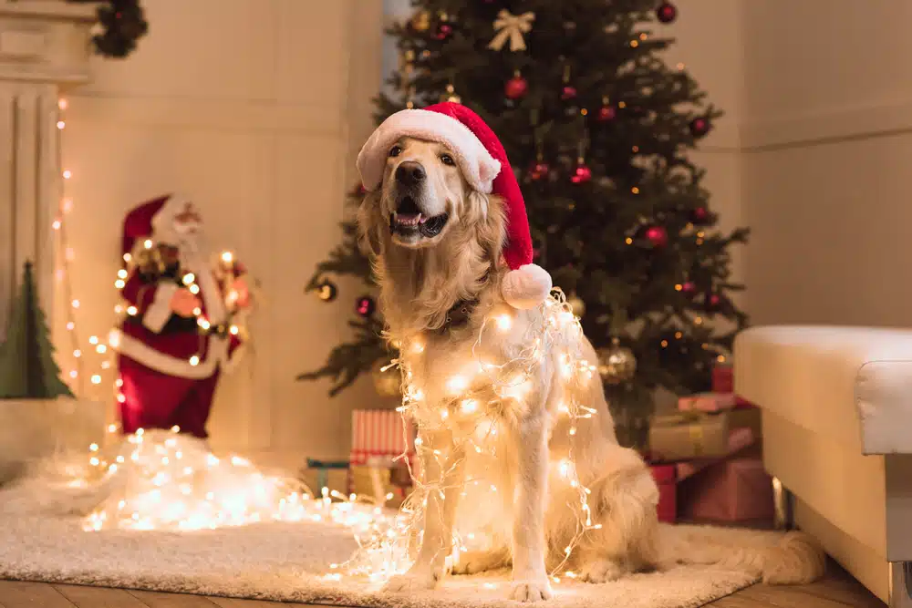 dog with christmas lights around it