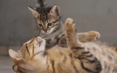 New Kitten Introductions
