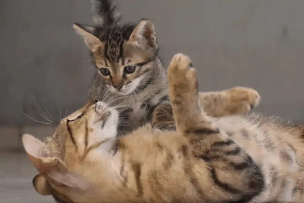 kitten playing with an adult cat