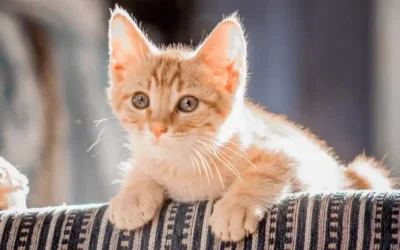 New Advice on Spay/Neuter of Kittens: Earlier Is Better