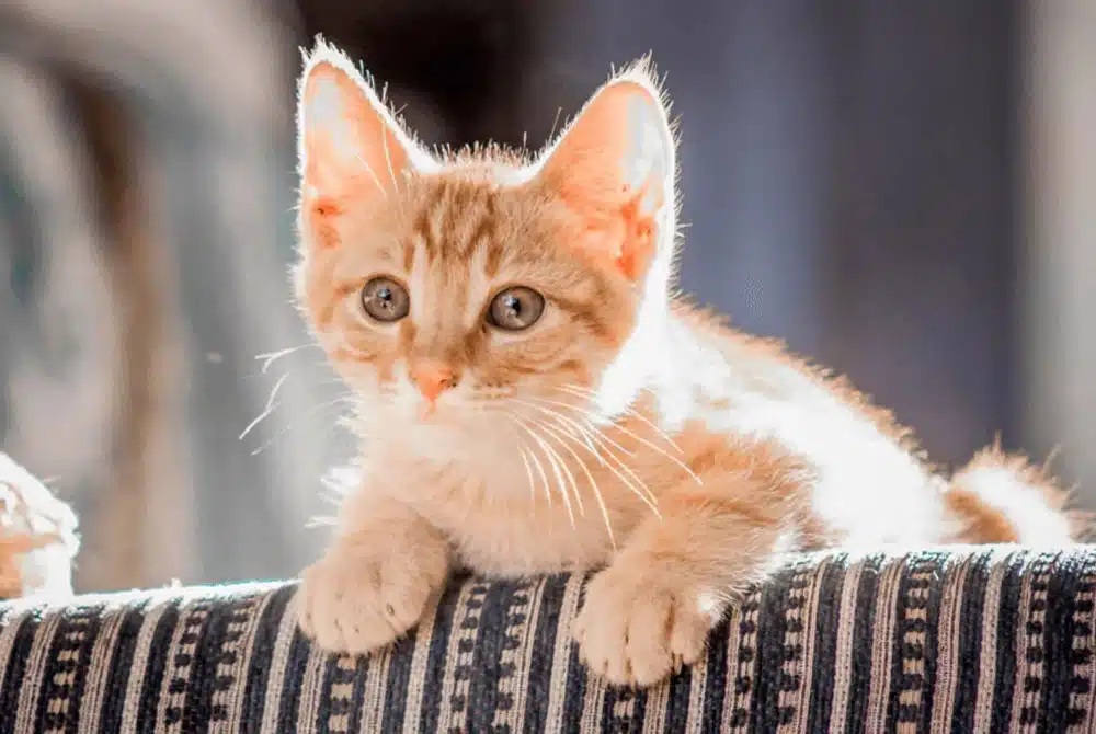 orange kitten