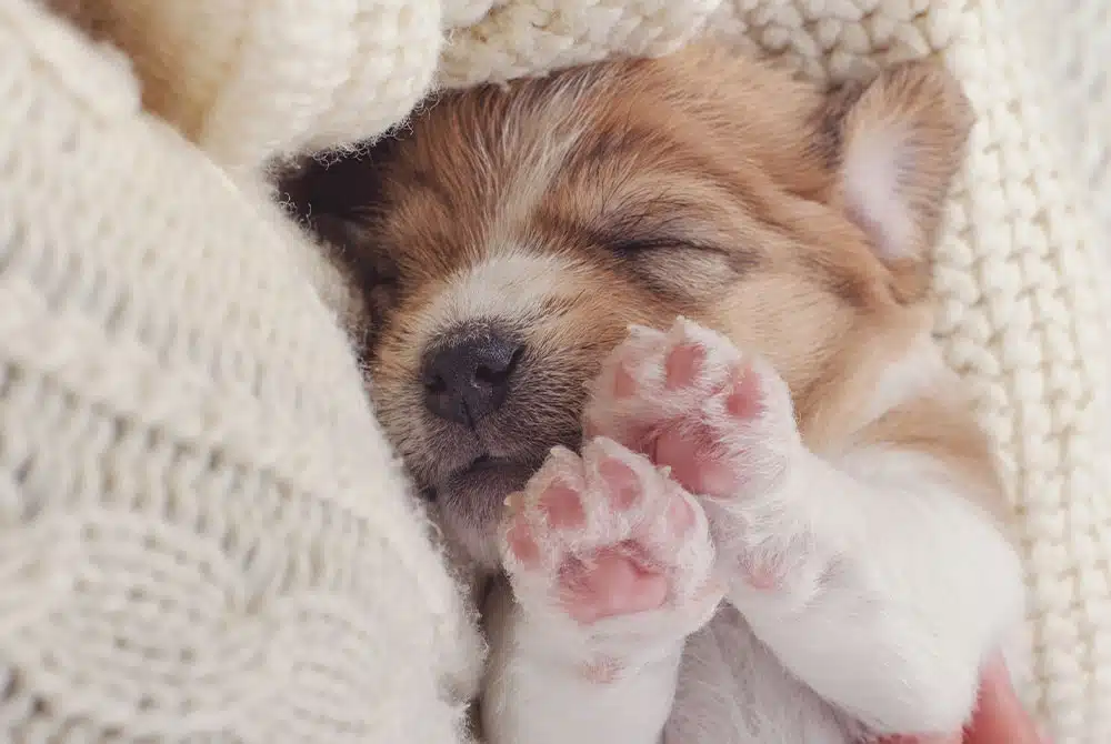newborn puppy sleeping