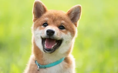 Teaching Your Dog to Eliminate in a Specific Place