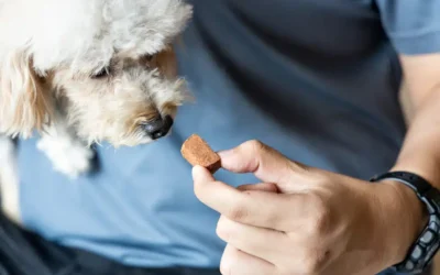 The Truth About Heartworms: FAQs