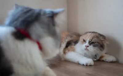 Twisted Whiskers: Is Your Cat Stressed?