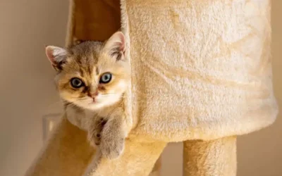Vaccines for Kittens and Cats