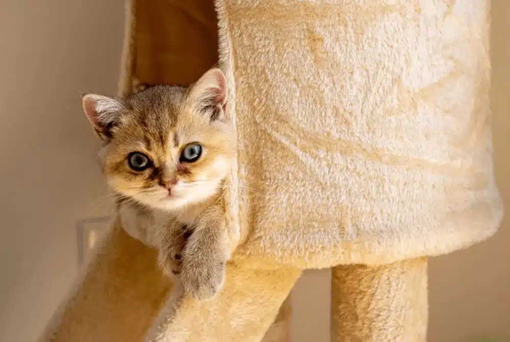 cat laying in a cat tree