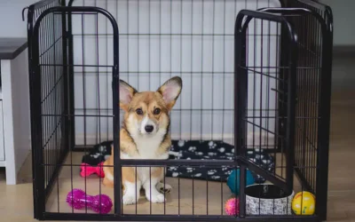Weekend Crate Training