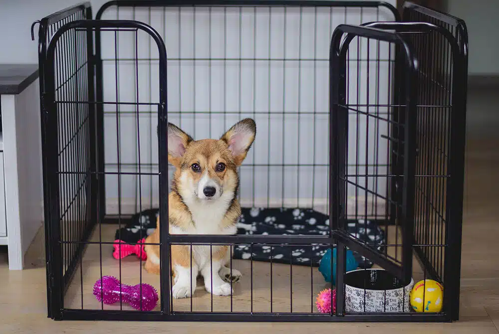 puppy sitting in a crate