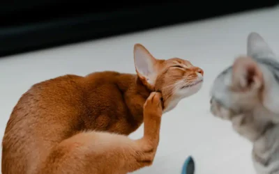 Which Itch is Which? Itchiness in Pets