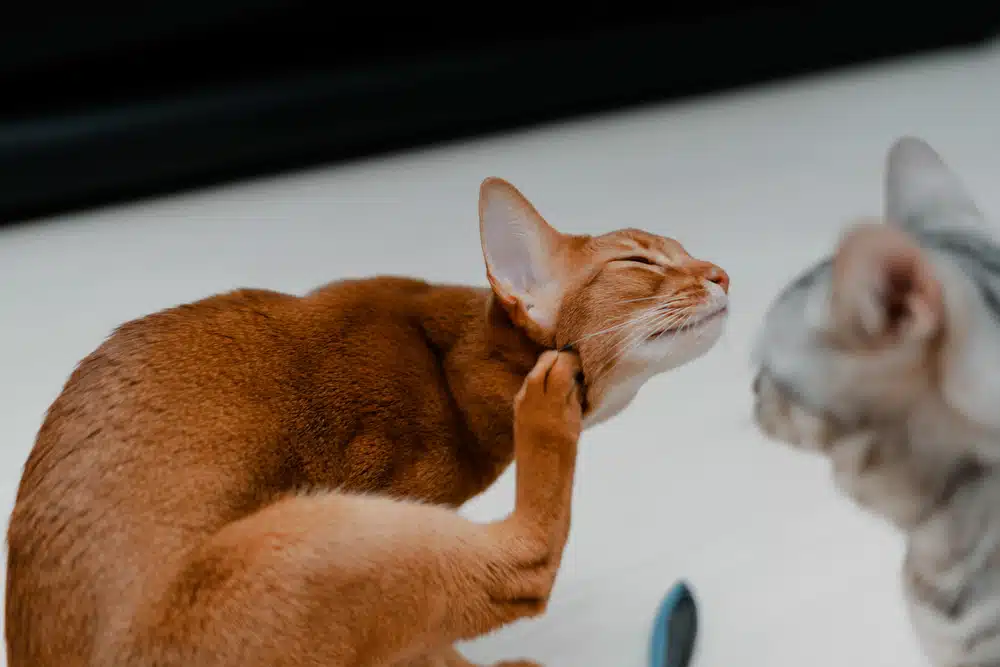 cat scratching its ear