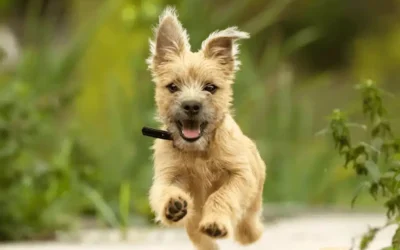 Puppy Vaccinations