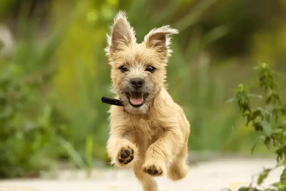 dog running outside