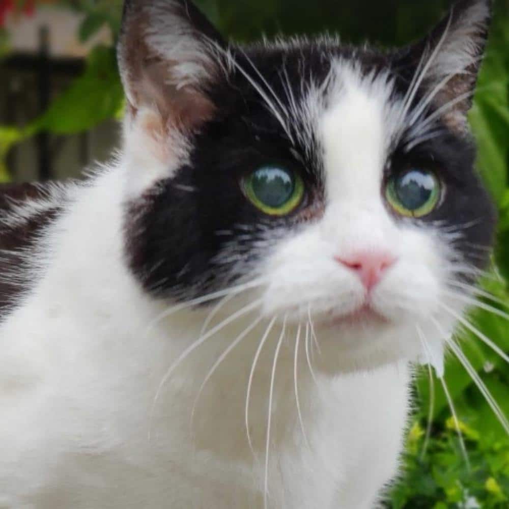 black and white cat outdoors